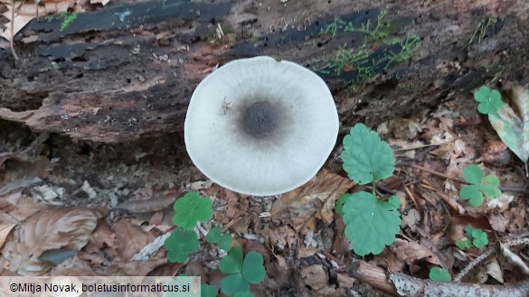 Pluteus salicinus