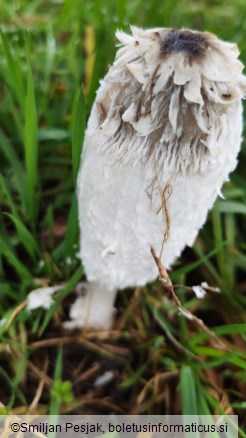 Coprinus comatus