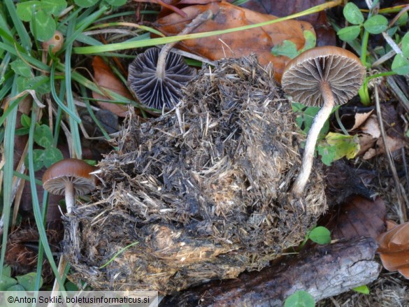 Deconica merdaria