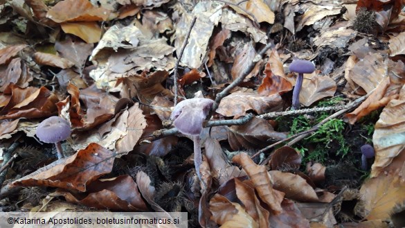 Laccaria amethystina