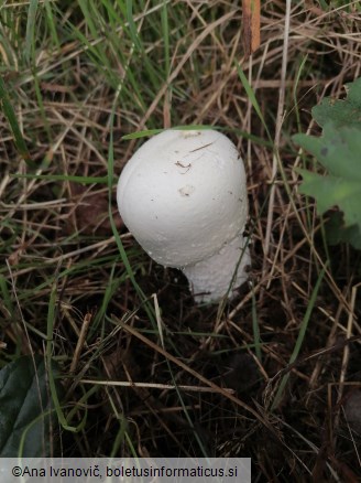 Agaricus macrocarpus