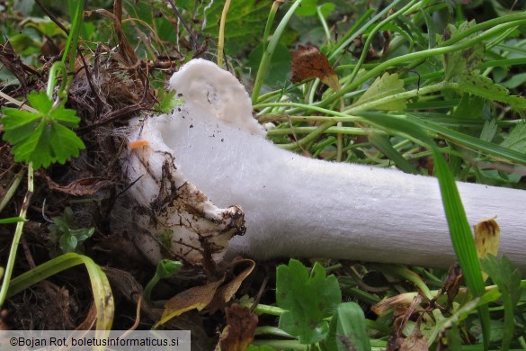 Volvopluteus gloiocephalus