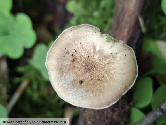 Lentinus substrictus