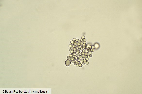 Cephalotrichum stemonitis