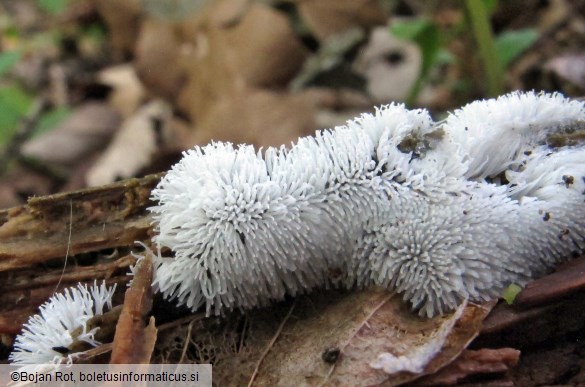 Ceratiomyxa fruticulosa