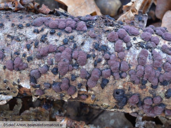 Hypoxylon fuscum