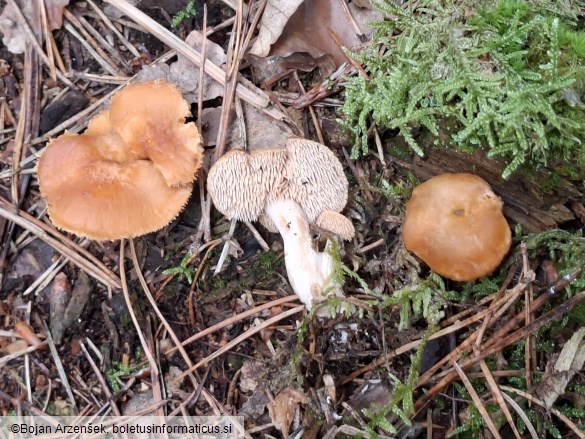 Hydnum umbilicatum