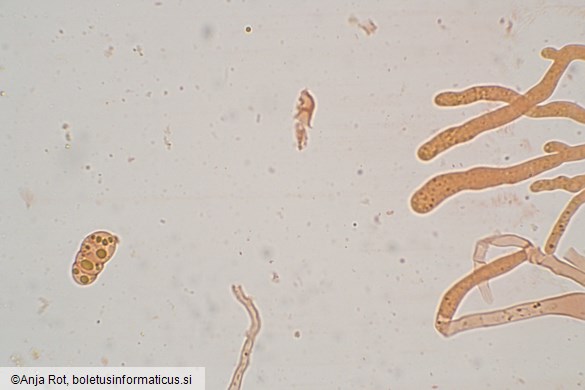 Dacrymyces capitatus