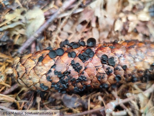 Rutstroemia bulgarioides