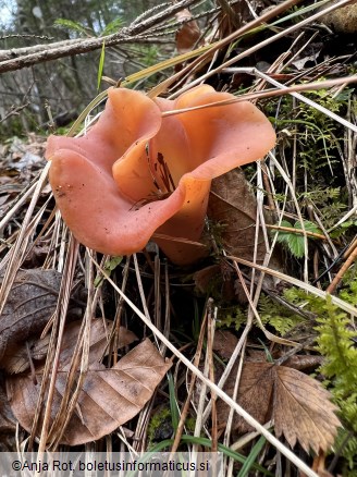 Guepinia helvelloides