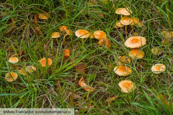 Marasmius oreades