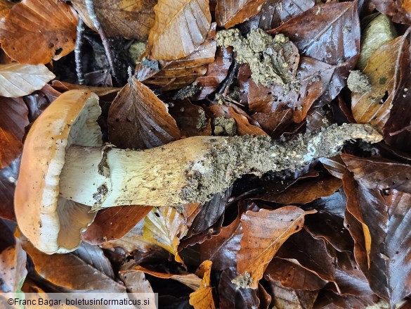 Hebeloma radicosum