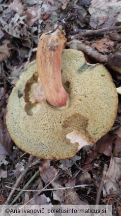 Boletus badius