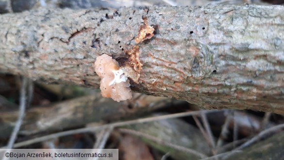Tremella encephala