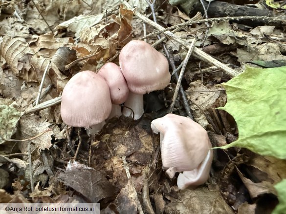 Mycena rosea