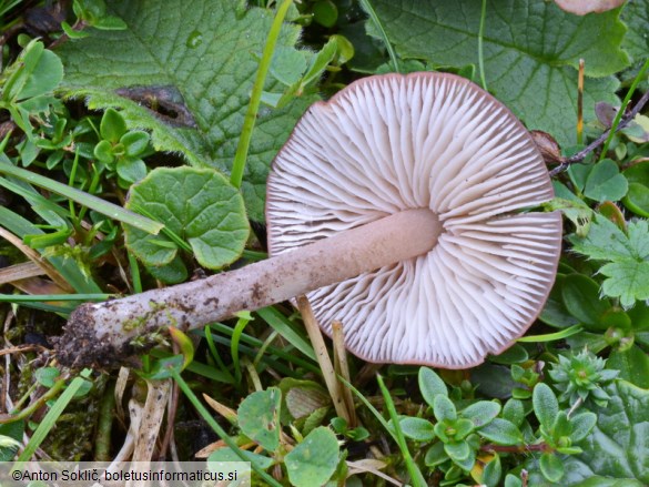 Entoloma catalaunicum