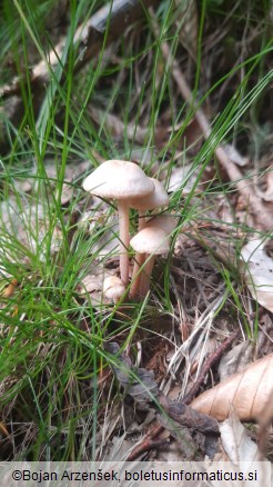 Collybia confluens