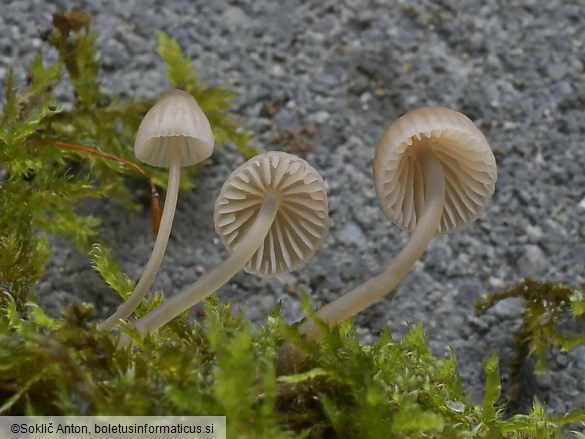 Linopodium filopes