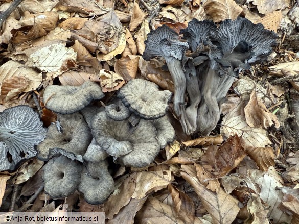 Cantharellus cinereus