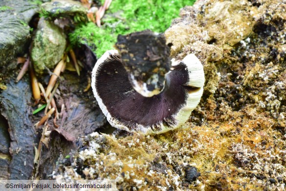 Coprinellus domesticus