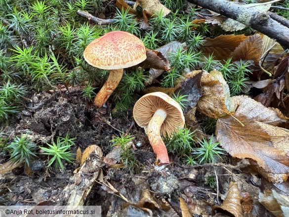 Cortinarius bolaris