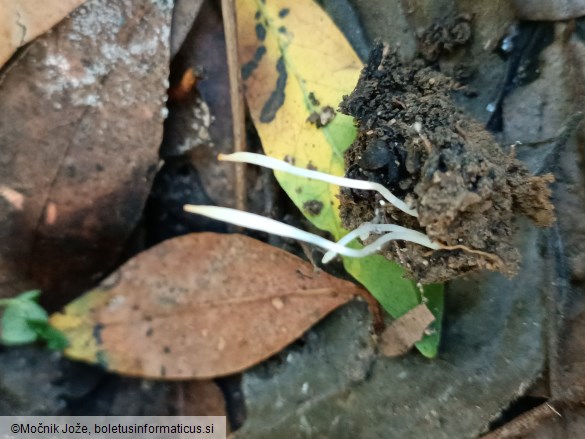 Clavaria falcata