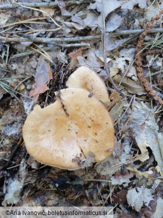Lactarius illyricus
