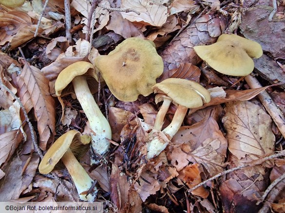 Cortinarius venetus