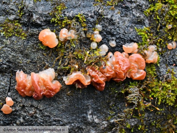 Ditangium cerasi