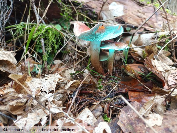 Hypholoma lateritium