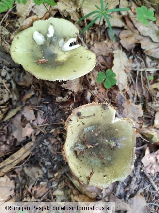 Russula aeruginea