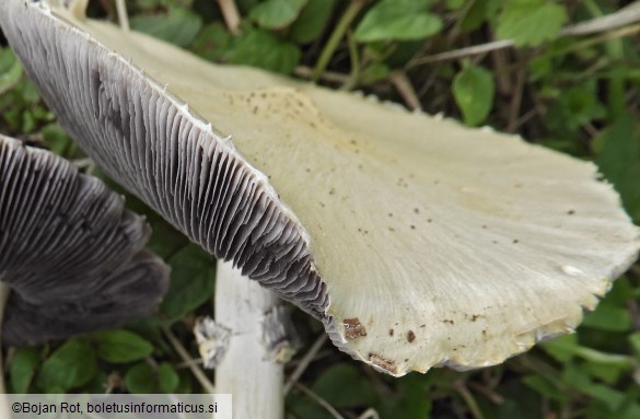 Stropharia rugosoannulata