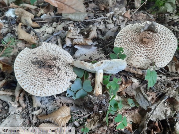 Echinoderma asperum