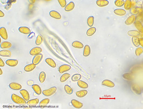Inocybe geophylla