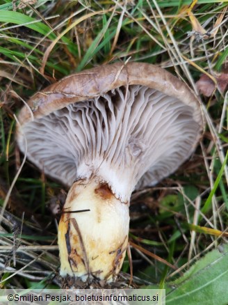 Gomphidius glutinosus
