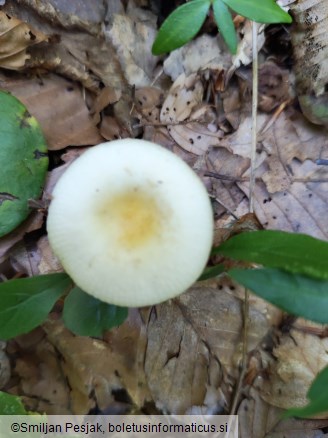 Russula solaris