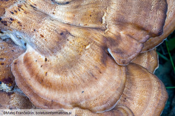 Meripilus giganteus