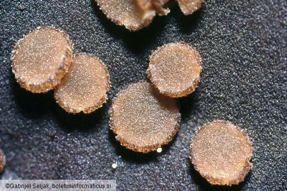 Anthracobia rehmii