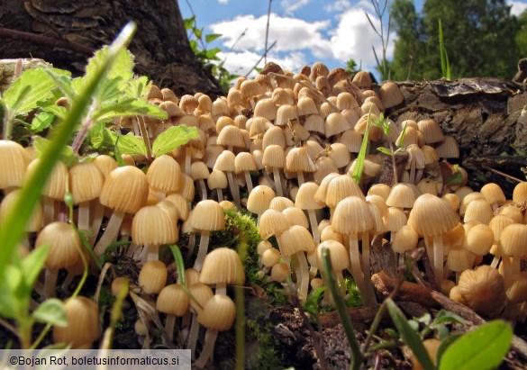 Coprinellus disseminatus
