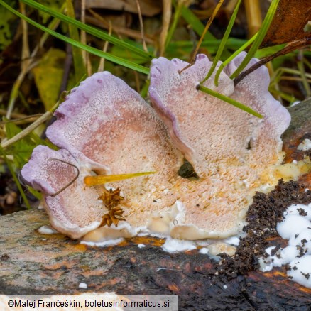 Trichaptum biforme