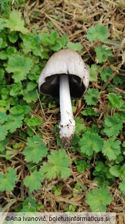 Coprinopsis atramentaria