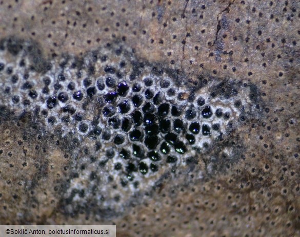 Diatrype decorticata