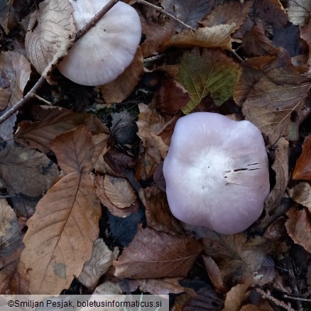 Lepista glaucocana
