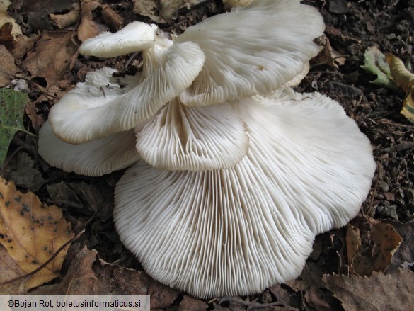 Pleurotus populinus
