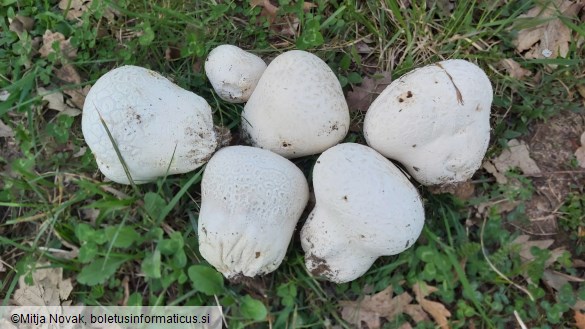 Bovistella utriformis