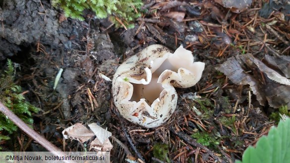 Sarcosphaera coronaria