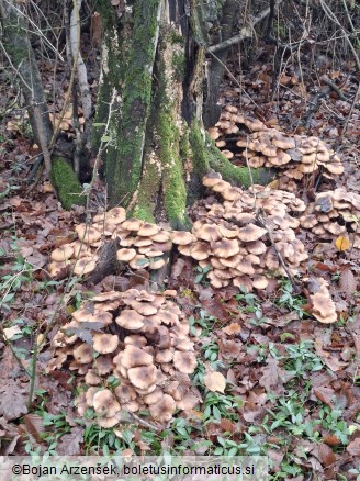 Armillaria mellea