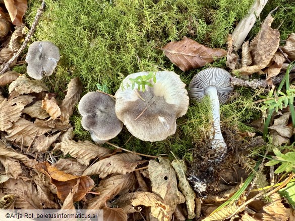 Tricholoma terreum