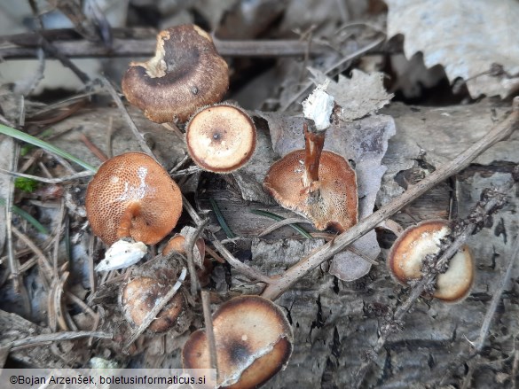 Polyporus arcularius