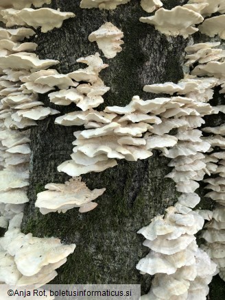 Trametes pubescens